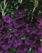 ΓΛΑΔΙΟΛΕΣ LARGE FLOWERING (ΚΑΣΕΤΙΝΑ) - Image 4
