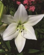 ΛΙΛΙΟΥΜ ASIATIC (ΚΑΣΕΤΙΝΑ)