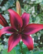 ΛΙΛΙΟΥΜ ASIATIC ΔΙΧΡΩΜΑ (ΚΑΣΕΤΙΝΑ)