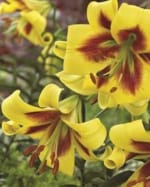 ΛΙΛΙΟΥΜ ASIATIC ΔΙΧΡΩΜΑ (ΚΑΣΕΤΙΝΑ) - Image 4