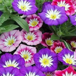 ΚΟΝΒΟΛΒΟΥΣ