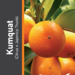 KUMQUAT