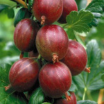 ΛΑΓΟΚΕΡΑΣΟ ΚΟΚΚΙΝΟ