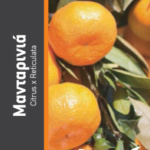 ΜΑΝΤΑΡΙΝΙΑ