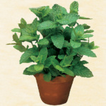 ΜΕΛΙΣΣΟΧΟΡΤΟ