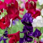 ΜΟΣΧΟΜΠΙΖΕΛΟ