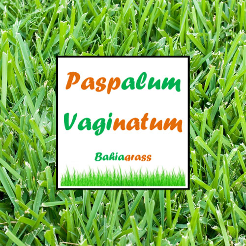 paspalum vaginatum
