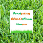ΚΙΚΟΥΓΙΟΥ  Pennisetum Clandestinum