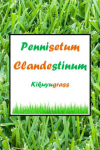 pennisetum glandestinum