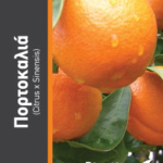 ΠΟΡΤΟΚΑΛΙΑ