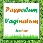 SEASHORE Paspalum Vaginatum