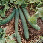 Lungo Tortarello Verde Scuro