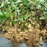 Arachis Hypogea