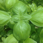 Italiko (ex Genovese classico)