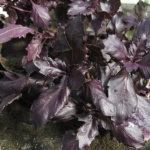 Opal a Foglia Violetta