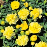 ΓΑΡΙΦΑΛΟ ΚΙΤΡΙΝΟ