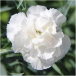 ΓΑΡΙΦΑΛΟ ΛΕΥΚΟ