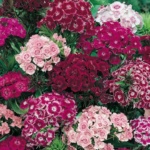 ΓΑΡΙΦΑΛΟ ΠΟΙΗΤΩΝ