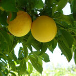 ΔΑΜΑΣΚΗΝΙΑ