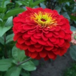 ΖΙΝΙΑ ΚΟΚΚΙΝΑ