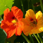 ΚΑΠΟΥΤΣΙΝΟ ΝΑΝΟ