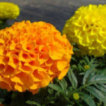 ΚΑΤΗΦΕΣ ΔΙΠΛΟΣ