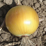 Texas Early Grano 502