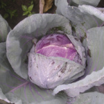 Rosso Cabeza Negra 2