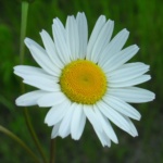 ΜΑΡΓΑΡΙΤΑ ΛΕΥΚΗ