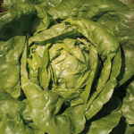 Meraviglia d'Inverno