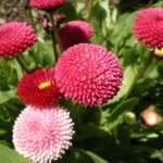 ΜΠΕΛΛΑ ΠΟΜΠΟΝ