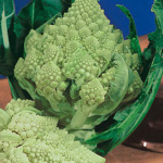 Romanesco Precoce