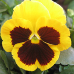 ΠΑΝΣΕΣ ΚΙΤΡΙΝΟΣ