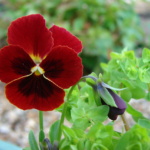 ΠΑΝΣΕΣ ΚΟΚΚΙΝΟΣ