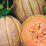 ΠΕΠΟΝΙ (Cucumis melo) Retato Degli Ortolani