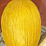 Rugoso di Cosenza Giallo