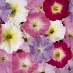 ΠΕΤΟΥΝΙΑ ΜΕΙΓΜΑ