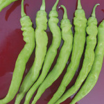 Sigaretta Biondo o Lombardo