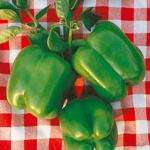 Yolo Wonder (T.M.R.)