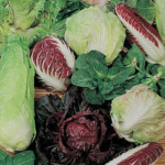 ΡΑΔΙΚΙ (Cichorium intybus) Miscuglio di cicorie e radicchi