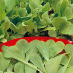 ΡΑΔΙΚΙ (Cichorium intybus) Zuccherina di trieste