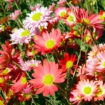 ΜΑΡΓΑΡΙΤΑ ΡΕΝ ΑΠΛΗ