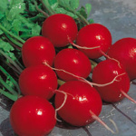 Ciliegia sel. Cardinale