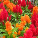 ΣΕΛΟΖΙΑ ΝΑΝΑ