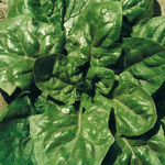 Gigante de Inverno (Winter Giant)