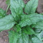 Viroflay extra selection- Δανίας