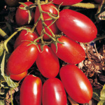 San Marzano nano