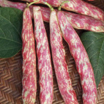 Borlotto rosso sel. Special