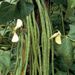 ΦΑΣΟΛΙA ΑΝΑΡΡΙΧΩΜΕΝΑ (Phaseolus vulgaris) Metro Seme Rossa