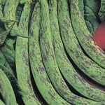 Sign. de la Campagna